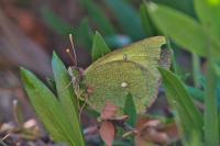 Colias palaeno