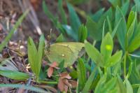 Colias palaeno