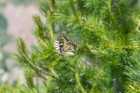 Papilio machaon