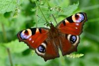 Aglais io