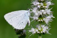 Celastrina argiolus