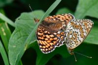 Melitaea phoebe