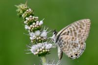 Leptotes pirithous