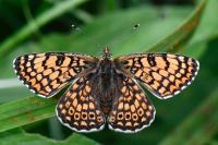 Melitaea cinxia