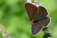 Lycaena tityrus
