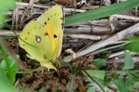 Colias crocea