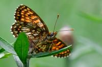 Melitaea diamina
