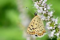 Lycaena tityrus