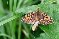 Melitaea phoebe