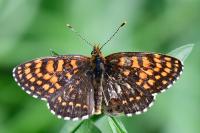 Melitaea diamina