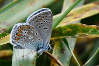 Polyommatus icarus
