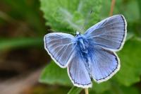 Polyommatus icarus