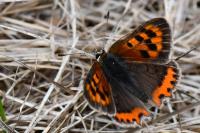Lycaena phlaeas