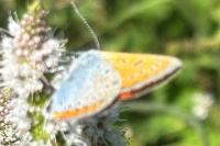 Lycaena dispar