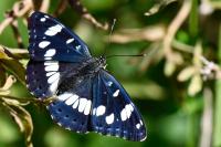 Limenitis reducta