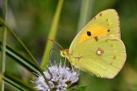 Colias crocea