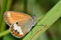 Coenonympha arcania