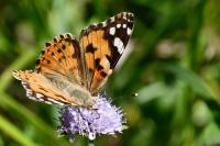Vanessa cardui