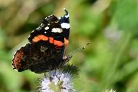 Vanessa atalanta