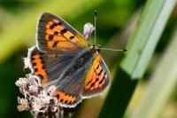 Lycaena phlaeas