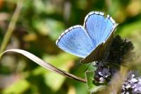 Lysandra bellargus