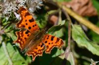 Polygonia c-album