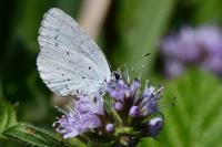 Celastrina argiolus