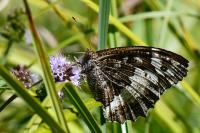 Brintesia circe