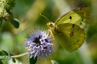 Colias alfacariensis