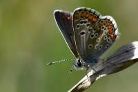 Aricia agestis