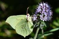 Gonepteryx rhamni