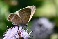 Lampides boeticus