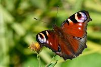 Aglais io