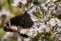Hipparchia fagi
