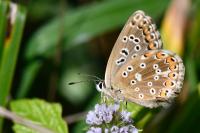 Lysandra bellargus