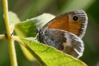 Coenonympha pamphilus
