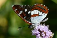 Limenitis reducta