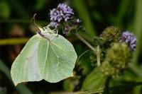 Gonepteryx rhamni