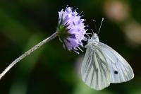 Pieris napi