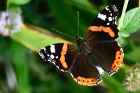 Vanessa atalanta