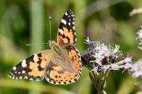 Vanessa cardui