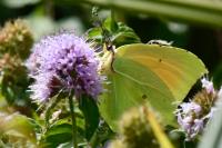 Gonepteryx cleopatra