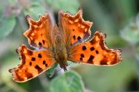 Polygonia c-album