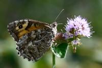 Hipparchia semele