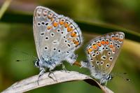 Polyommatus icarus