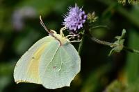 Gonepteryx cleopatra