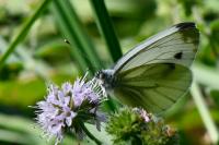 Pieris napi