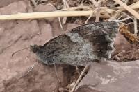 Hipparchia statilinus