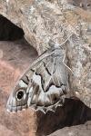 Hipparchia fidia