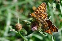 Melitaea phoebe